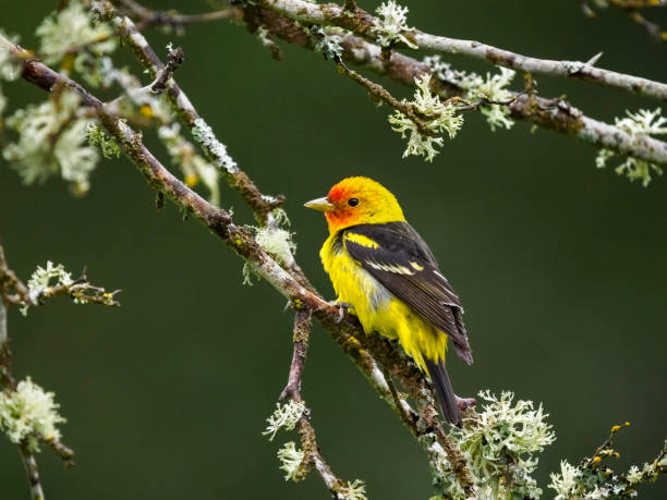 Western Tanager Perched on Tree Branch Oregon Wild Bird stock photo