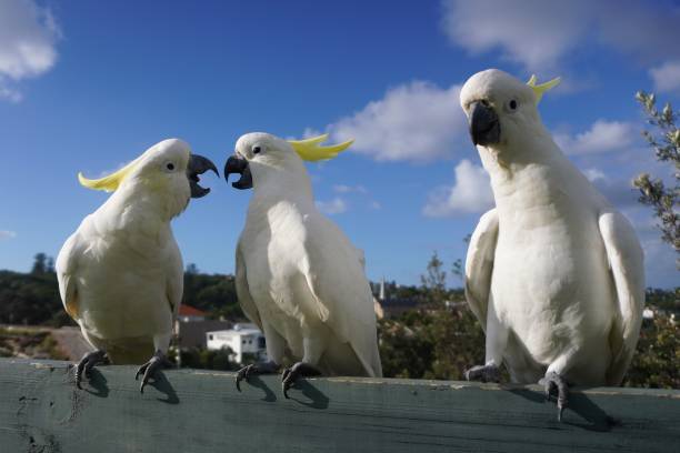 istock Two perched Cockatoos having a Disagreement 1397310010