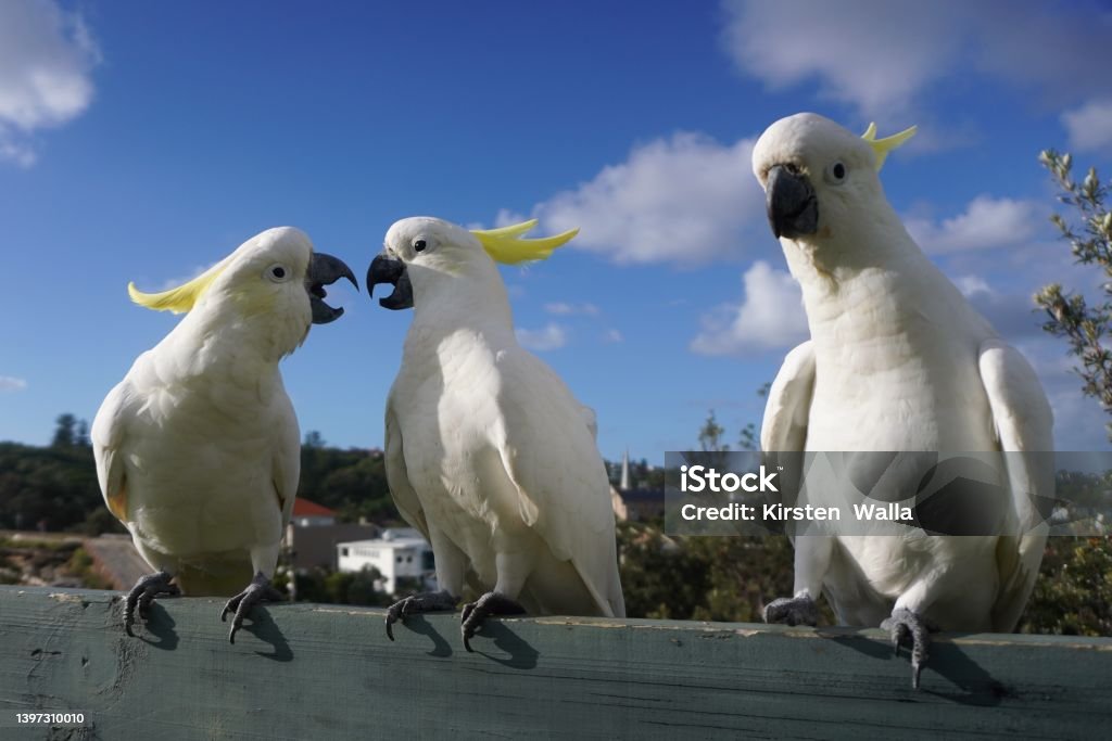 Two perched Cockatoos having a Disagreement Sydney, NSW, Australia, February 13, 2022. Arguing Stock Photo