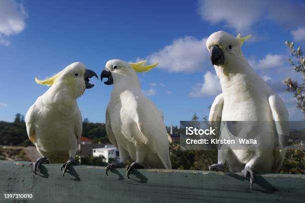 Two Perched Cockatoos Having A Disagreement Stock Photo - Download Image Now - Arguing, Parrot, Bird