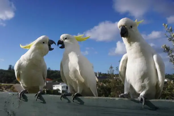 Photo of Two perched Cockatoos having a Disagreement