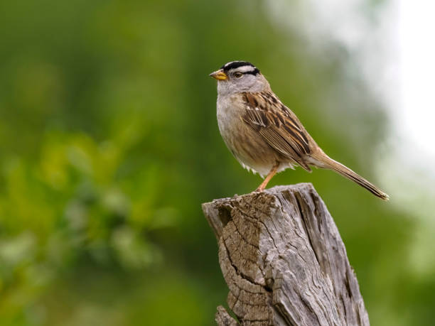 istock White-crowned Sparrow Tree Snag Western Oregon 1397310083