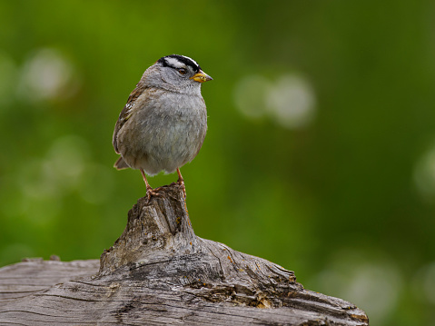 A White-crowned sparrow on a tree snag in the Willamette Valley of Oregon. Has a soft, defocused background.
