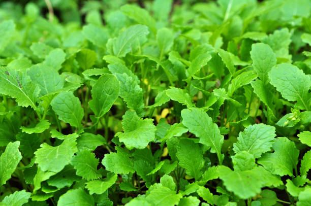 istock Mustard sprouts grown for organic fertilizer 1397310447