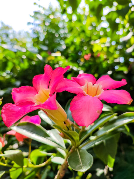 istock Frangipani Kamboja Flower 1397310573