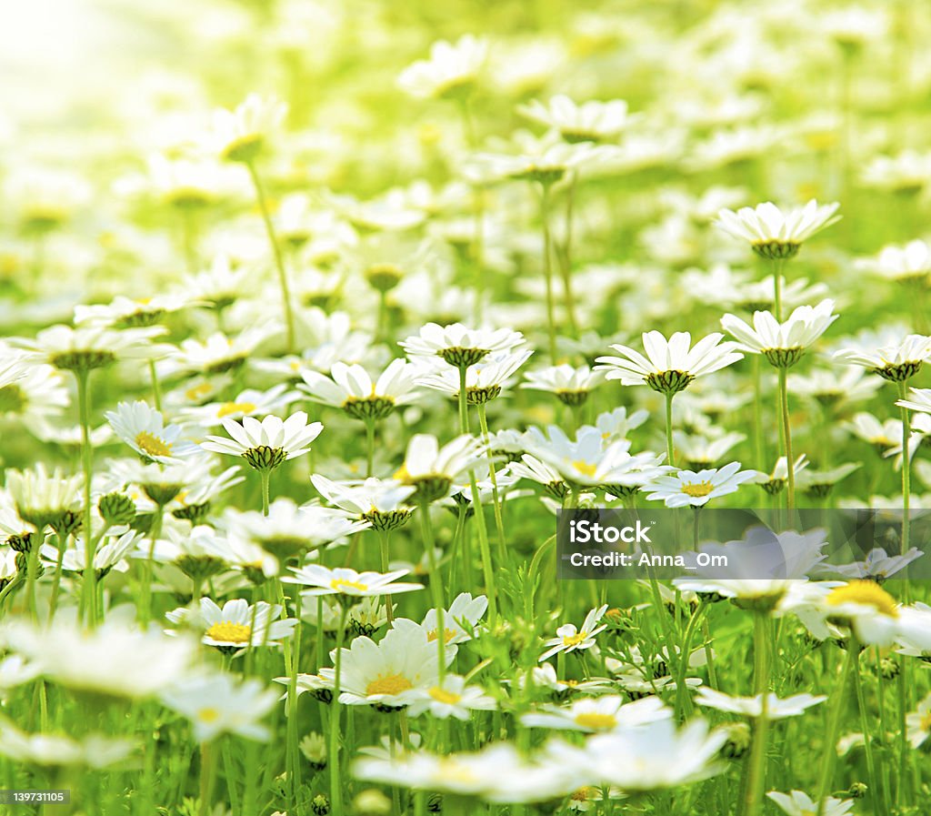 Primavera campo di daisies - Foto stock royalty-free di Ambientazione esterna