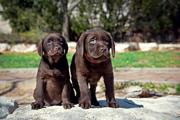 istock Two Labrador Retriever puppies 139731120