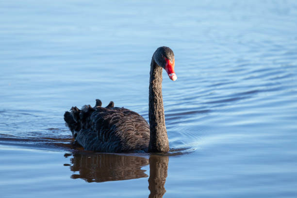 istock Black Swan, Lake Burley Griffin, ACT, May 2022 1397311442