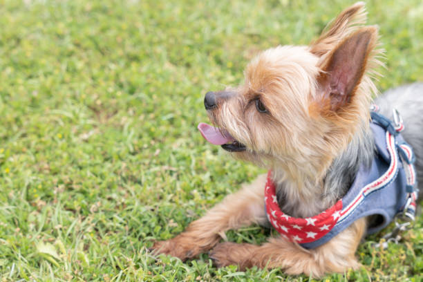 Yorkshire terrier lying down on the grass in the park