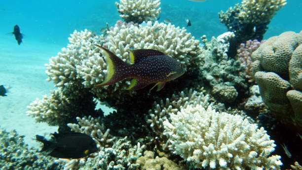 istock Beautiful fish on the Red Sea reef. 1397312595