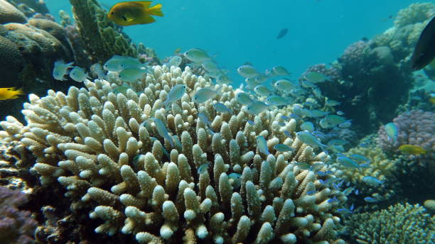 istock Beautiful fish on the Red Sea reef. 1397312697