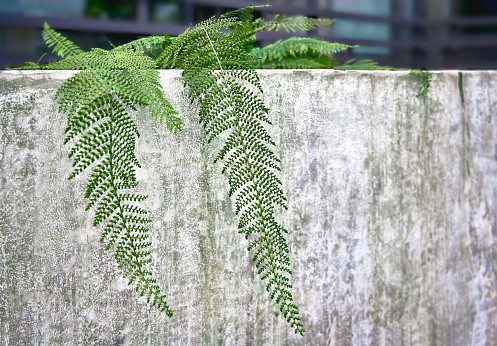 Green Creeper Plant growing on stone wall , Hong Kong