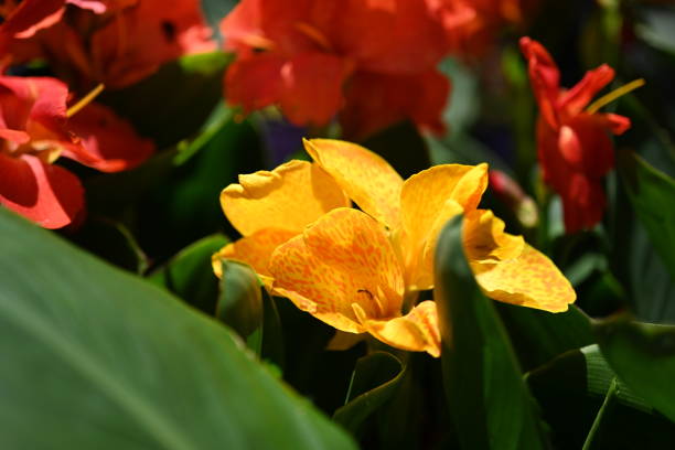 Super-cluster of rows of tulips of all hues and colors . These amazing summer blooms make for spectacular viewing, amongst the worlds greatest tulip collections. A true treat from nature.
