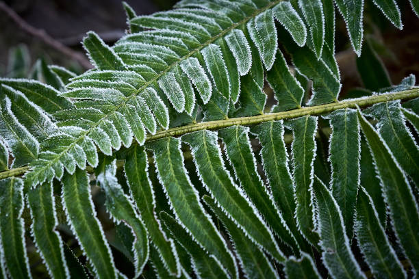 weißer frost auf den grünen farnzweigen hautnah. - winter landscape canada branch stock-fotos und bilder