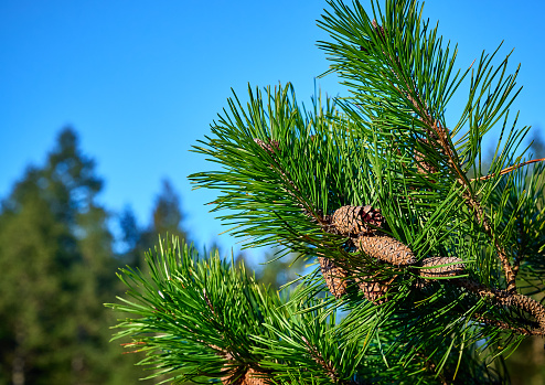 Bright green pine needles. natural coniferous background.