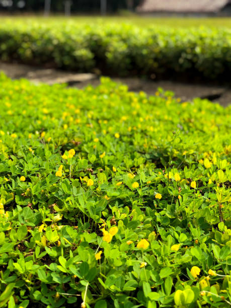 Yellow flowers and green leaves