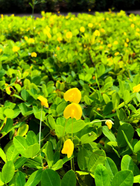 Yellow flowers and green leaves