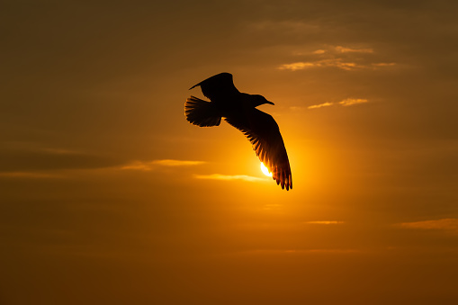 Silhouette shot of seagull bird flying during sunset