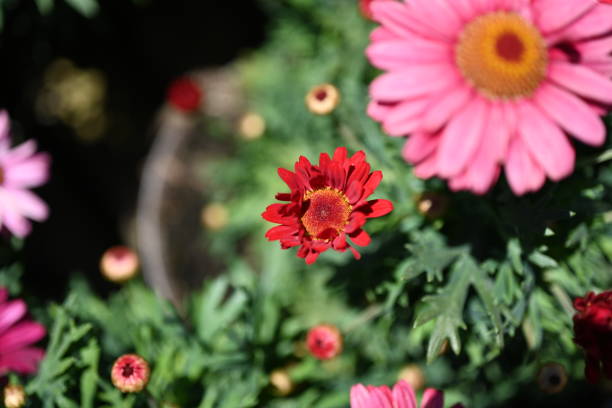 Super-cluster of rows of flowers of all hues and colors . These amazing summer blooms make for spectacular viewing, amongst the worlds greatest flowers collections. A true treat from nature.