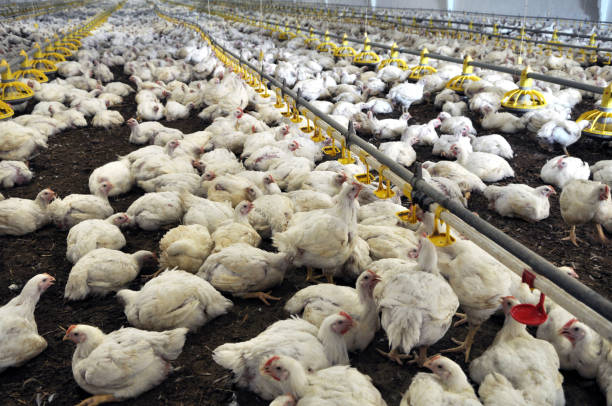 istock Farm for growing broiler chickens 1397315700