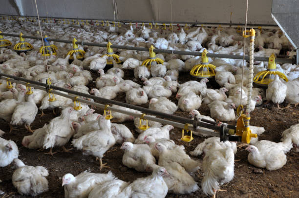 istock Farm for growing broiler chickens 1397315705