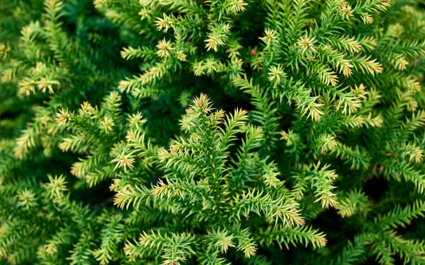 close-up of beautiful green  Japanese cedar branches (Cryptomeria japonica 'Golden Promise', Japanese redwood). green coniferous texture background. close-up of beautiful green  Japanese cedar branches (Cryptomeria japonica 'Golden Promise', Japanese redwood). green coniferous texture background. cryptomeria japonica stock pictures, royalty-free photos & images