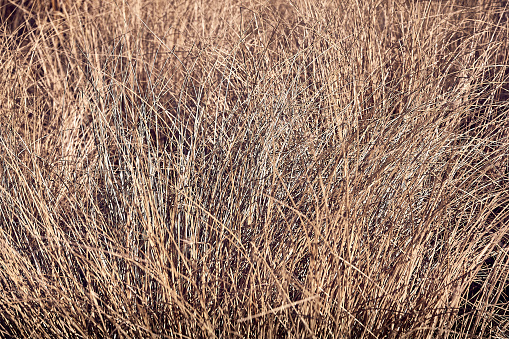 Tall dry grass close-up. Autumn natural texture background.