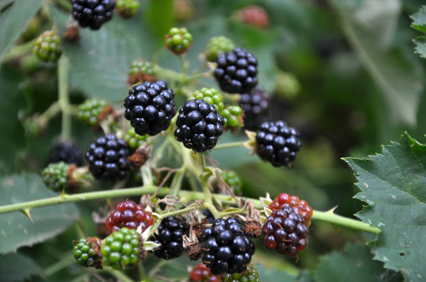 istock On the branch ripen the berries Rubus fruticosus 1397316601