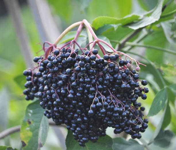 istock Bunch of elderberries with ripe berries 1397316629