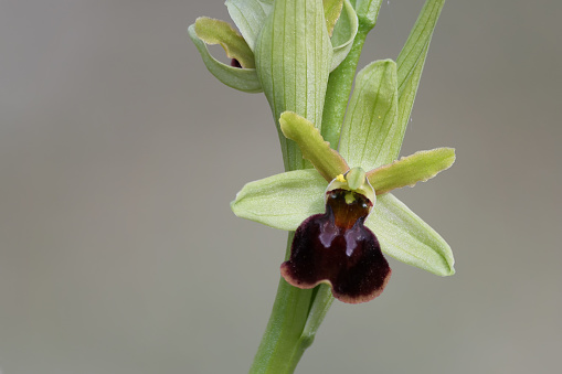A single flower of spider orchid.