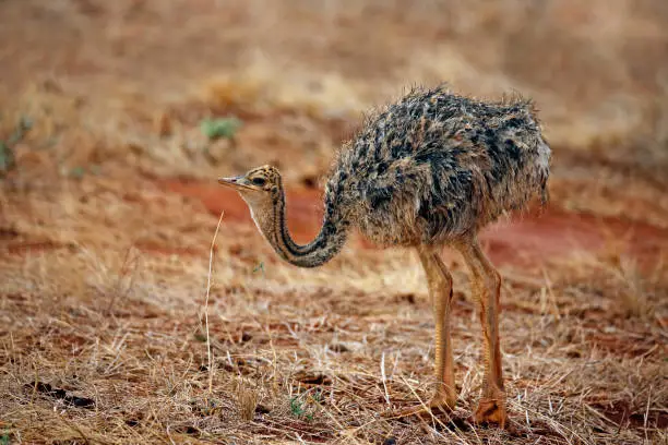 Little Chick of Common Ostrich (Struthio camelus). Ngutuni, Tsavo East, Kenya