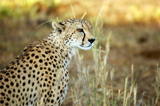 Cheetah (Acinonyx jubatus) in Profile. Amboseli, Kenya