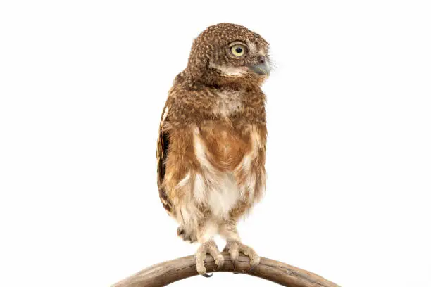 Photo of Little owl caught on a branch on isolated white background. The lucky owl for the new year. Burrowing owl. The large yellow owl eyes. Animal, Wildlife, Birds, Poultry.