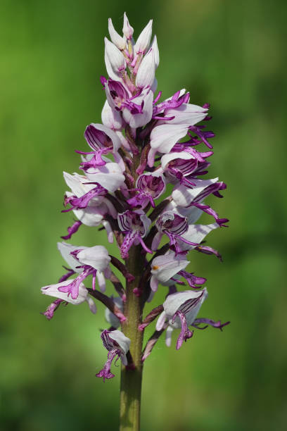 istock Helmknabenkraut... Orchis Militaris... 1397317665