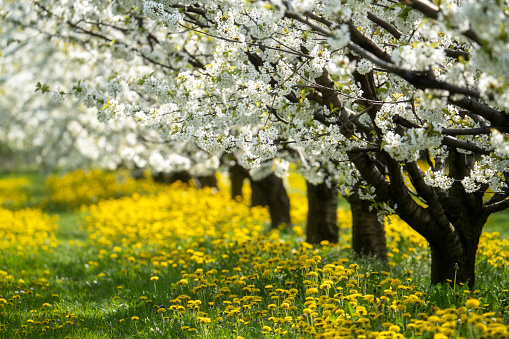 Apple trees in blossom. White flowers on apple trees in garden. Spring garden with blooming plants.