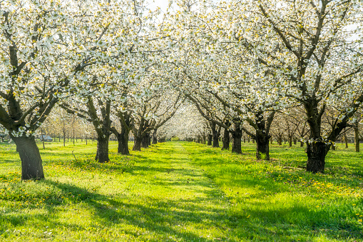 Apple trees in blossom. White flowers on apple trees in garden. Beautiful spring landscape.