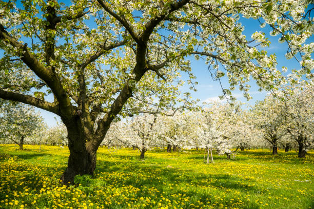 Spring landscape Blooming apple trees. White flowers on apple trees in garden. Spring garden with blooming plants. apple-tree-flowers stock pictures, royalty-free photos & images