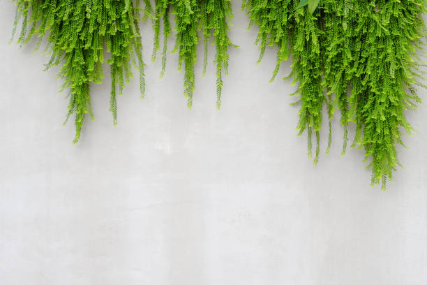 Green leaves ivy decoration on cement concrete wall with grunge surface with copy space.