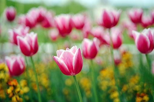 Pink tulips, spring background