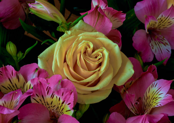 rose flowers grow on a colored background