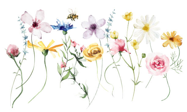 ilustraciones, imágenes clip art, dibujos animados e iconos de stock de ramo de acuarela con diversas flores de colores silvestres, ramitas. flores violetas, azules y amarillas. ilustración floral - chamomile plant chamomile bouquet wildflower