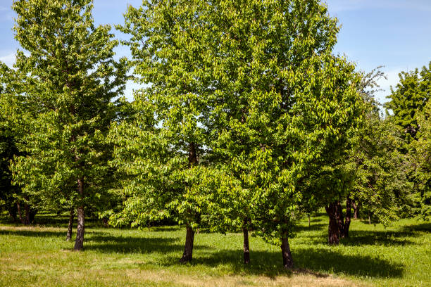 istock deciduous trees growing in the park in the summer 1397321528