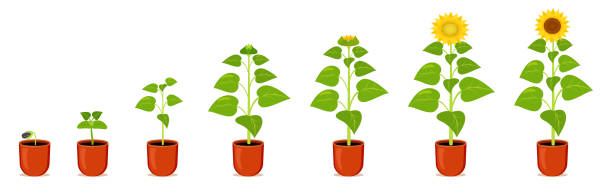 ilustraciones, imágenes clip art, dibujos animados e iconos de stock de girasol en maceta. etapas germinación flor amarilla de interior. - growth development sunflower progress