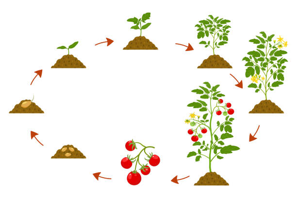 entwicklungszyklus von tomaten. botanische darstellung der kultivierungssequenz der nachtschattenfamilie - evolution progress unripe tomato stock-grafiken, -clipart, -cartoons und -symbole