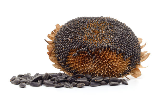 Dried sunflower with seeds. Dried sunflower with seeds isolated on a white background. rapeseed shell stock pictures, royalty-free photos & images