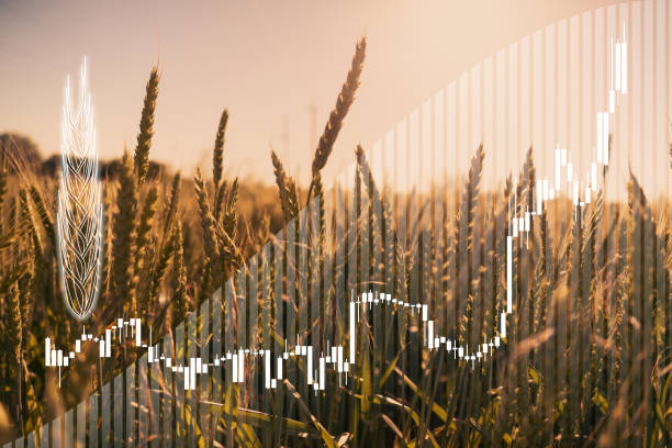 Price growth chart against the background of wheat stock photo