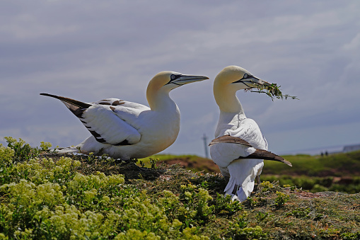 Gannet with nesting material for the nest for breeding. The gannet, a goose-sized seabird, is the most northerly breeding species in the gannet family.\