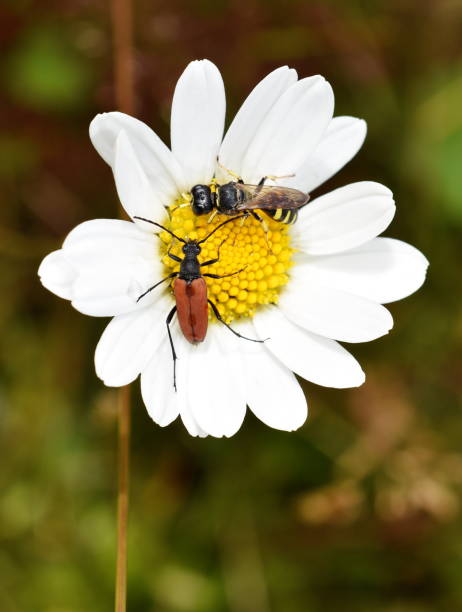 istock Insects feeding on white daisy flower 1397325447