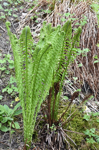 Ostrich fern Matteuccia struthiopteris rolling out leaves in spring