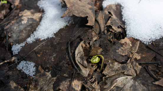 Fresh green sprout of plant among dry old leaves on ground in springtime